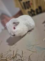 3 lieve cavia's, Dieren en Toebehoren, Knaagdieren, Cavia, Vrouwelijk, Tam, Oktober