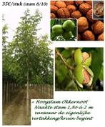 NOYERS BOUCANIERS À HAUTE TIGE (Fistnuts), 35€/pièce, Printemps, Plein soleil, Enlèvement, Plantes fruitières