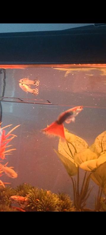 Jonge Vrouwelijke guppy's