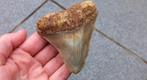 Megalodon haaientand uit Indonesië fossiel, Ophalen of Verzenden, Fossiel