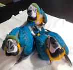Tamme baby blauw gele Ara's met DNA en getest op alle ziekte, Dieren en Toebehoren, Meerdere dieren, Papegaai, Geringd