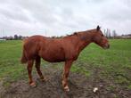 Paard, Dieren en Toebehoren, Pony's, Merrie