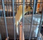 Zoek: Belgische bult poppen, Dieren en Toebehoren, Vogels | Kanaries