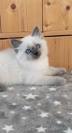 Siberische Neva masquerade kittens, Kater, Gechipt, 0 tot 2 jaar