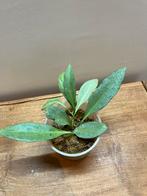 Hoya New Guinea Ghost, Enlèvement ou Envoi