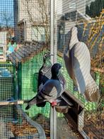 Duiven, Dieren en Toebehoren