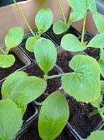 Courgette Planten | Gestreept Coucourzelle, Ophalen