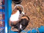 2 jonge cavia's, Dieren en Toebehoren, Oktober, Vrouwelijk, Cavia