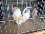Antwerpse baardkriel, Dieren en Toebehoren, Pluimvee, Meerdere dieren, Kip
