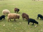 Ouessant kudde, Dieren en Toebehoren, Schapen, Geiten en Varkens