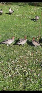 Manenganzen koppel siereenden, Dieren en Toebehoren, Vogels | Parkieten en Papegaaien, Meerdere dieren, Geringd