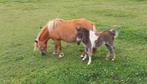 Minimerrie met Merrieveulen en meer., Dieren en Toebehoren, Pony's, Merrie