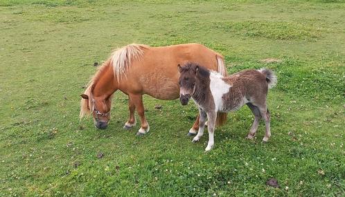 Minimerrie met Merrieveulen en meer., Dieren en Toebehoren, Pony's, Merrie