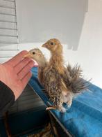 Zijdeveer serama halfwas kuikens, Dieren en Toebehoren, Pluimvee