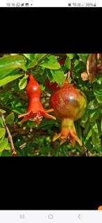 Punica granatum- Granaatappel, Tuin en Terras, Planten | Fruitbomen, Ophalen, Volle zon