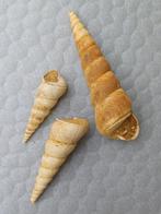 3 fossiele turitella's, Ophalen of Verzenden, Schelp(en)