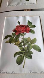 Oude antieke prenten van Botanische rozen. #WallArt, Ophalen of Verzenden