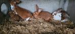 Konijnen, Dieren en Toebehoren, Konijnen, Vrouwelijk, Middelgroot, 0 tot 2 jaar