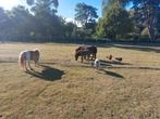 Mini shetland veulen hengst, Dieren en Toebehoren, Pony's, 0 tot 2 jaar, Hengst, A pony (tot 1.17m), Gechipt
