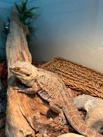 Baardagaam 4j + terrarium 100x50x50, Dieren en Toebehoren, Amfibie, Met terrarium, 3 tot 6 jaar