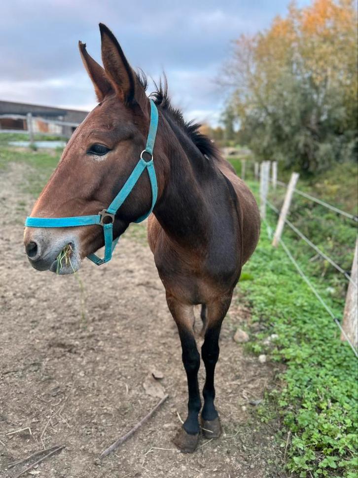 2 muilezels, Dieren en Toebehoren, Paarden, Meerdere dieren, Zadelmak