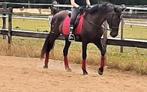 Drachtige PRE merrie, Hengst, Recreatiepaard