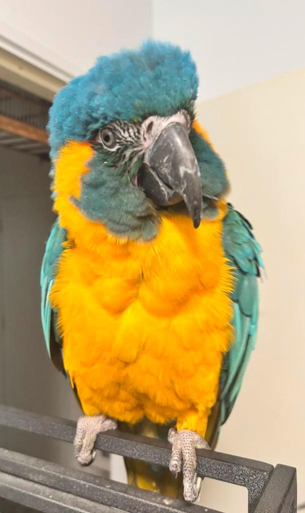 Caninde blauwkeel ara, Dieren en Toebehoren, Vogels | Parkieten en Papegaaien, Papegaai, Vrouwelijk, Pratend, Tam, Geringd