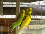 grasparkieten, Dieren en Toebehoren, Vogels | Parkieten en Papegaaien, Parkiet, Geringd