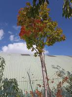 Acer platanoides globosum, Tuin en Terras, Planten | Bomen, In pot, Ophalen