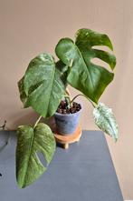 Monstera mint, Enlèvement ou Envoi
