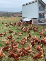 pondeuses bio de réforme, Animaux & Accessoires, Enlèvement