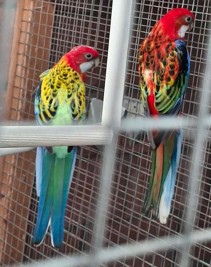 Meermaals bewezen kweekkoppel rosella´s, Dieren en Toebehoren, Vogels | Parkieten en Papegaaien, Parkiet, Meerdere dieren, Geringd