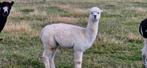 Alpaca´s te koop, Dieren en Toebehoren, Overige Dieren, Mei, Meerdere dieren