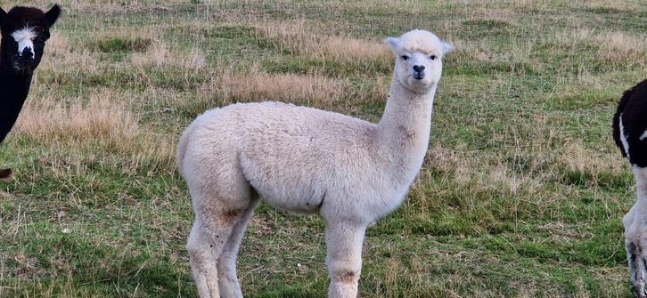 Alpaca´s te koop, Dieren en Toebehoren, Overige Dieren, Meerdere dieren, Mei