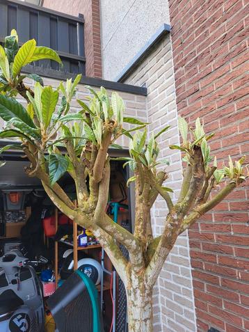 Grote Loquat of Japanse wolmispel beschikbaar voor biedingen