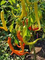 5 zaden zoete paprika of niet-hete chili peper Milder Spiral, Tuin en Terras, Verzenden, Voorjaar, Volle zon, Zaad