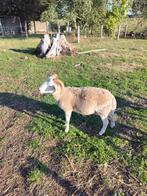 2 rammen wiltshire Horn te koop, Dieren en Toebehoren, Schapen, Geiten en Varkens, Mannelijk, Schaap, 0 tot 2 jaar