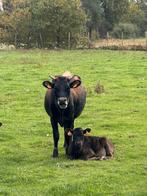 Vaars, Dieren en Toebehoren, Runderen