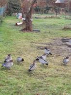 Koppel manenganzen siereenden, Plusieurs animaux, Canard