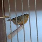 Koppel kanaries, Dieren en Toebehoren, Vogels | Kanaries