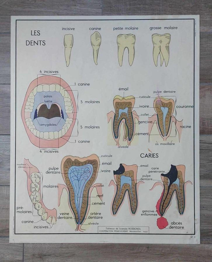 Oude Rossignol leerraad het menselijk lichaam nr. 3 en 4, Antiek en Kunst, Antiek | Schoolplaten, Ophalen of Verzenden