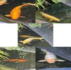 5 grote koi, Dieren en Toebehoren