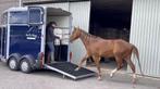 Trailerladen aan huis, trailerlaadproblemen, trailertraining, Enlèvement ou Envoi, Neuf