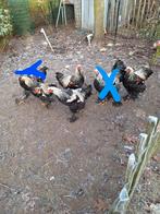 Brama zilver patrijs hanen, Dieren en Toebehoren, Pluimvee