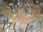 5 Hennetjes Mechelse koekoek, Dieren en Toebehoren