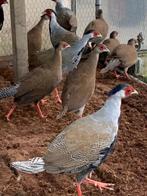 zilver fazanten, Dieren en Toebehoren, Pluimvee