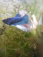 Betta