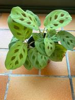 Calathea zebrina, Huis en Inrichting, Kamerplanten, Ophalen