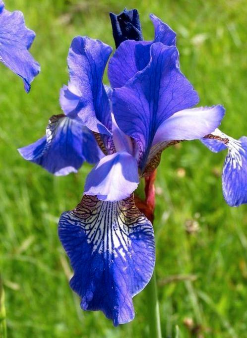 Siberische lis, Tuin en Terras, Planten | Tuinplanten, Ophalen