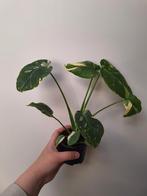 Monstera Thai Constellation, Huis en Inrichting, Kamerplanten, Ophalen